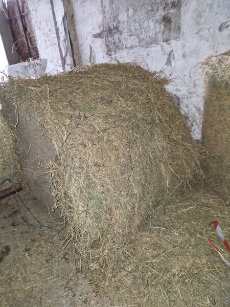 Vand baloti lucerna.