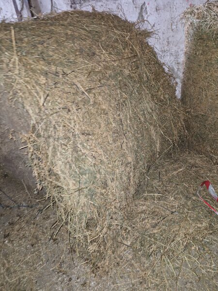 Vand baloti lucerna.